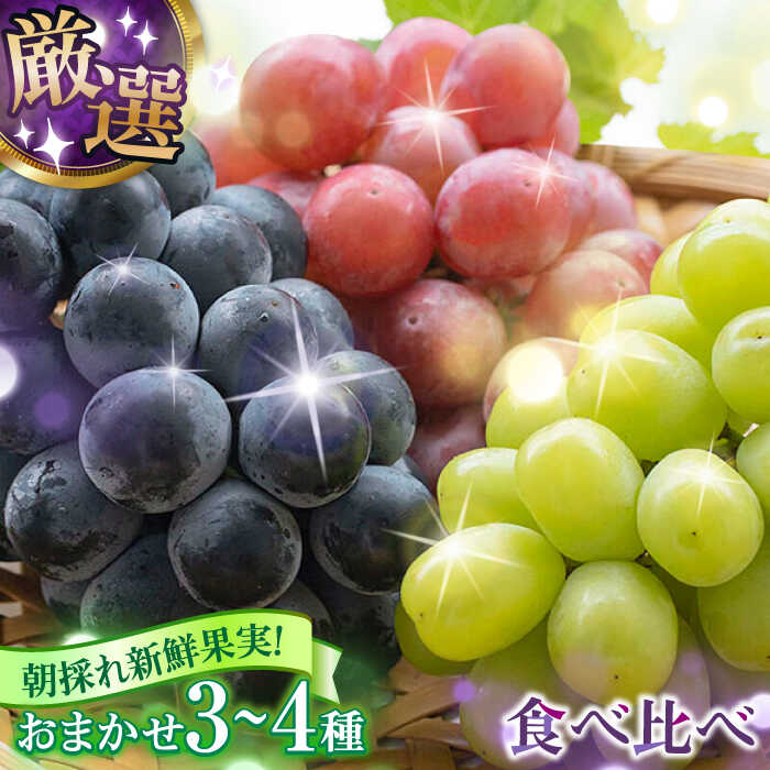 【ふるさと納税】【先行予約・26年8月以降発送】 シャインマスカット ぶどう おまかせ食べ比べ セット 3〜4種（各1房） 日田市 / いのうえぶどう園　葡萄　ぶどう　ブドウ 【配送不可地域：北海道・沖縄・離島】[ARDO001]