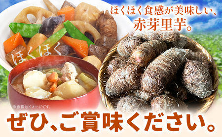 【先行予約】里芋 赤芽里芋 約3kg しょうた農園《11月上旬-3月末頃出荷》