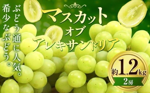【2026年先行予約】マスカット・オブ・アレキサンドリア 約 1.2kg (2房) くぼ農園 《2026年9月上旬-10月上旬頃出荷》マスカット 送料無料 岡山県 浅口市 マスカット ぶどう フルーツ 果物 贈り物 st-p
