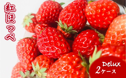 【2026年1月下旬発送】紅ほっぺ 完熟朝摘み いちご DELUXE 8～15粒 2ケース