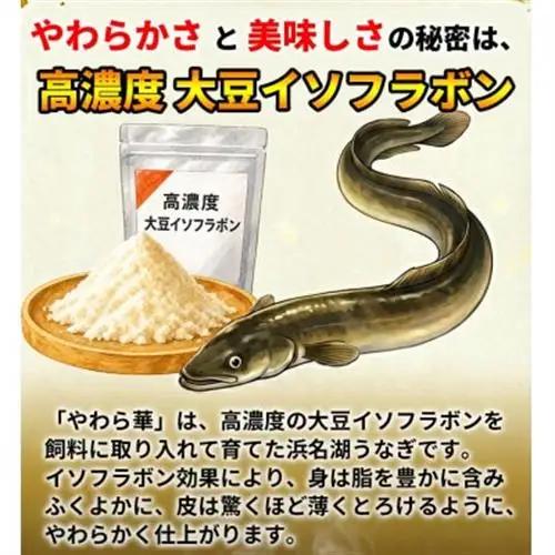 大豆イソフラボンで育てた浜名湖うなぎ蒲焼「やわら華」大きくて肉厚 (約250g×1尾)【配送不可地域：離島】【1729563】