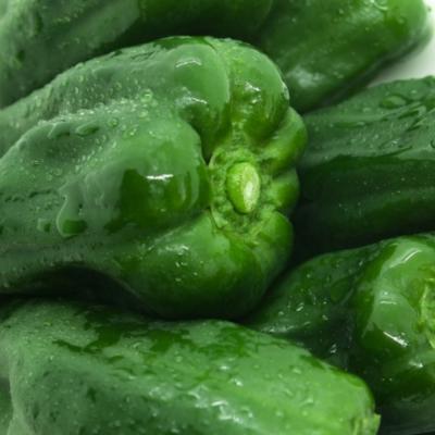 ふるさと納税 壮瞥町 <2026年7月下旬よりお届け>壮瞥町産 ピーマン 約5kg  SBTL014 |  | 01