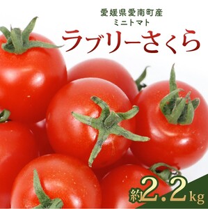 ラブリーさくら 約2.2kg 大瀧農園 トマト 完熟トマト 野菜 産地 直送 人気 国産 愛媛県 愛南町 発送期間：2026年3月1日～7月頃まで（※なくなり次第終了）