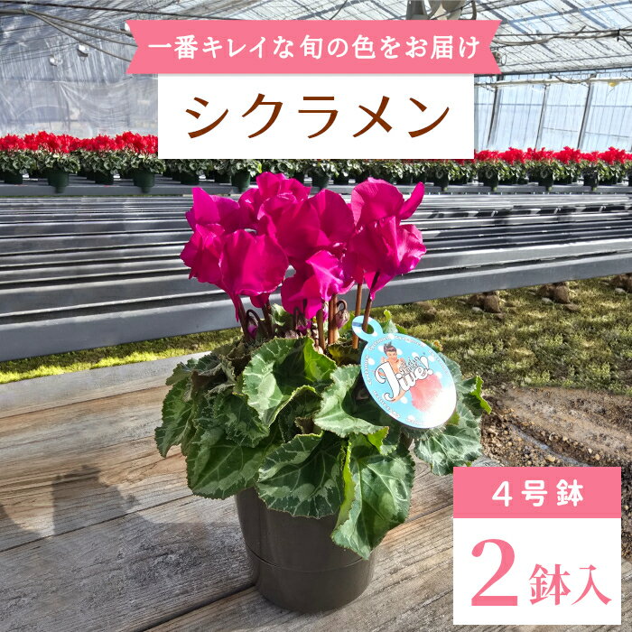 【ふるさと納税】〈予約品〉愛知県 設楽町産 シクラメン 4号鉢2鉢セット 花 ピンク 白 赤 プレゼント 贈り物 鉢花 鉢 ガーデン ガーデニング 高品質 クリスマス 冬の花 -010