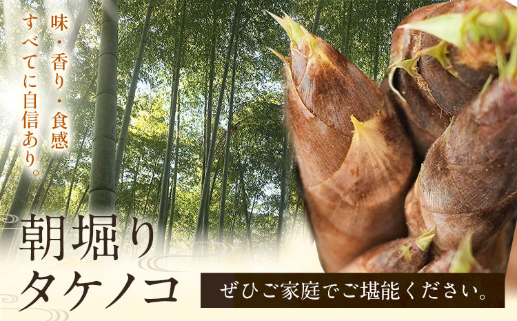 朝掘りタケノコ 2kg 合同会社 原田山業《4月上旬-4月末頃出荷》 熊本県 菊池市 たけのこ タケノコ 朝掘り 一番掘り 春の味覚 旬 国産---098-2647---