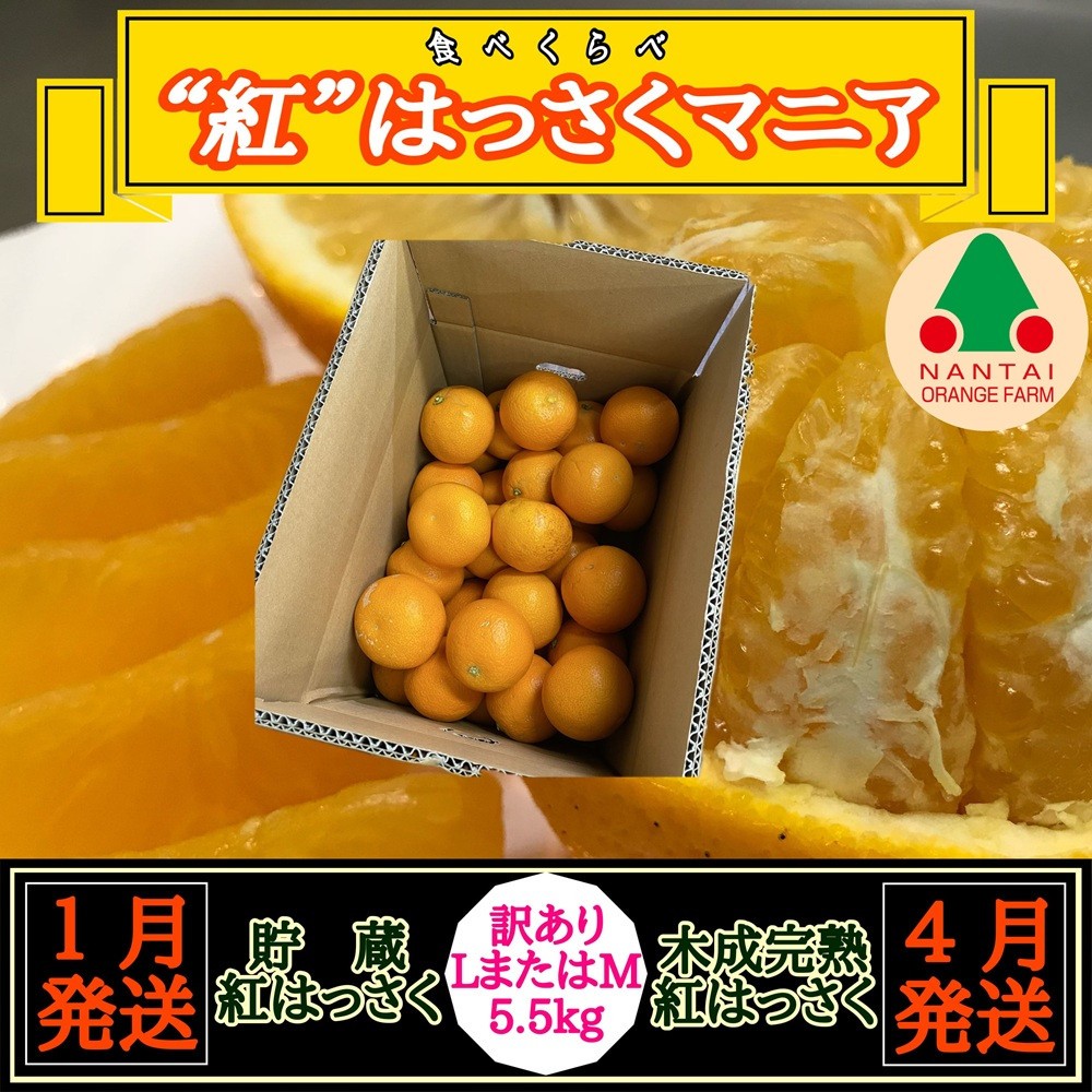 
                  1・4月発送 全2回 定期便 紅はっさく マニア 貯蔵 ＆ 木成完熟 訳あり傷多め L または M 5.5kg 茶箱 和歌山 有田 南泰園
                