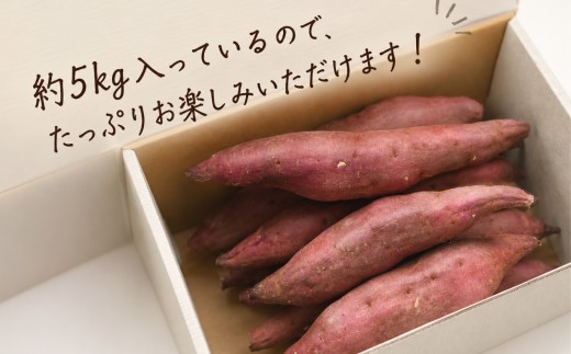 【予約受付中2027年10月上旬～順次発送】 三島甘藷 約 5kg 紅あずま 山北印 さつまいも さつま芋 産地直送 野菜 冬野菜 焼き芋 芋 やきいも ヤキイモ 人気 おやつ 上品な甘み 香り デザ