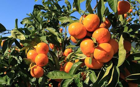 みかん 早生温州みかん 5㎏【金山パイロット】【knpr0014】