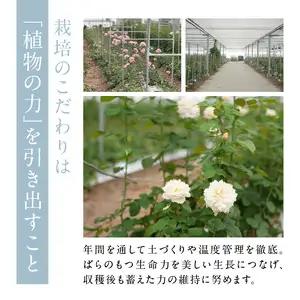 わばらの花束15本　 WABARA　Rose Farm KEIJI  國枝啓司  AT-0010