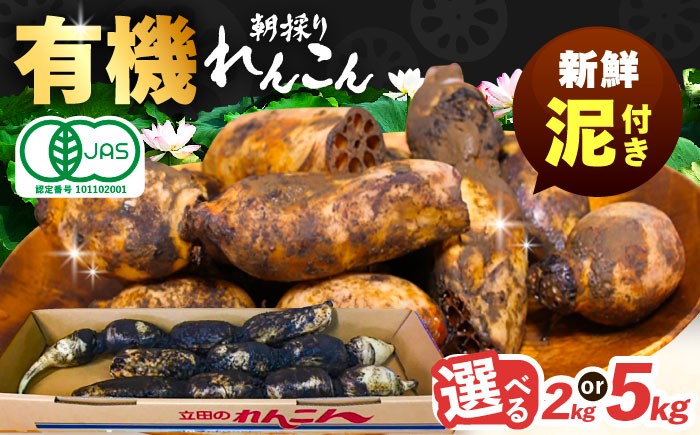 
                  【選べる容量】 れんこん 有機JAS認証土付きレンコン 有機栽培 産地直送 野菜 愛西市 / 山三レンコン [AEBK003] [AEBK004]
                