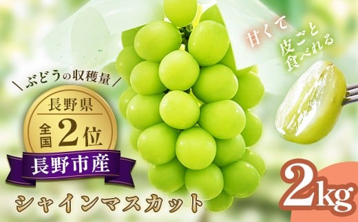 
            J0499 長野市産 シャインマスカット2kg【2025年9月以降出荷分】フルーツ ぶどう 葡萄 ブドウ 果物 人気 種なし 新鮮 期間限定 令和7年 2025年発送 おすすめ 産地 お届け 長野市 長野県
          