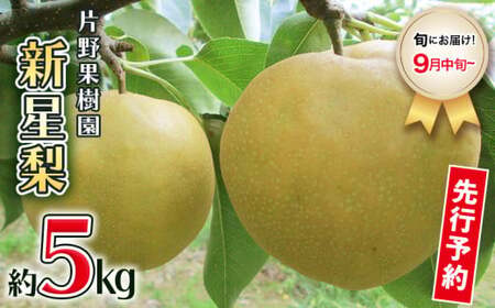 新星梨 約5kg  9月中旬発送 梨 梨 梨 梨 梨 梨 梨