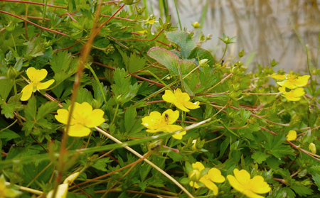 ハーブと育った省農薬の特別栽培もち米「風の子もち」900g×2・もち粉200g×3ギフトセット【北海道美深町】長谷川農園