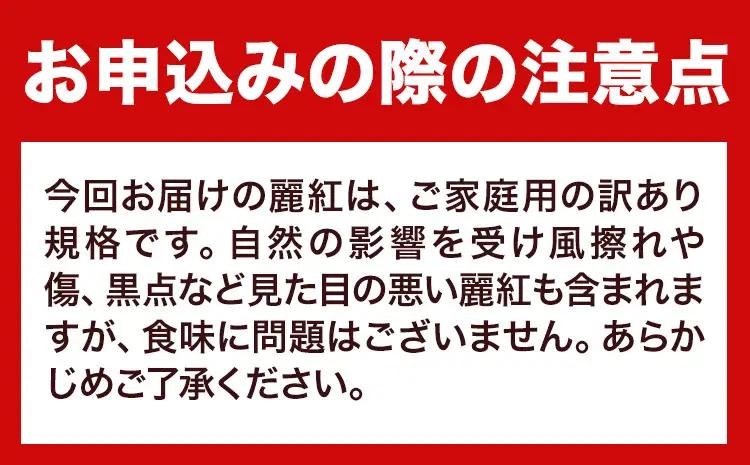 みかん 訳あり 麗紅 5kg 麗紅
