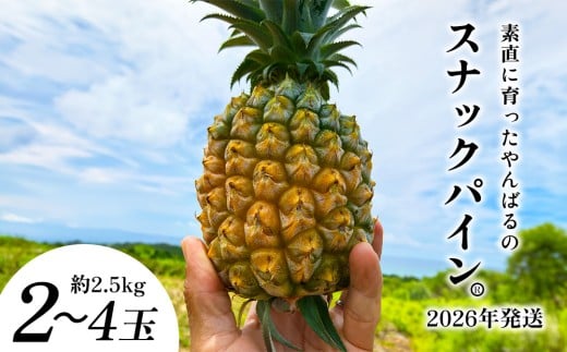 素直に育ったやんばるのスナックパイン　2～4玉（約2.5kg） 2026年発送 沖縄県産 東村 パイナップル ジューシー 希少 高級フルーツ 南国フルーツ 国産フルーツ 農家直送 パイン 果物 贈り物 おすすめ お土産 人気 やんばる 大自然 南国気分 沖縄本島北部