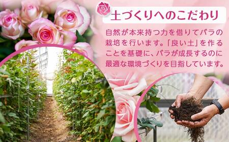 【母の日】バラのアレンジメント20本(赤)≪5月7日～10日お届け≫_17-3305-MG_(都城市) フラワーアレンジメント バラ20本と季節の花 カスミソウ ブルーファンタジア スイートピーなど 