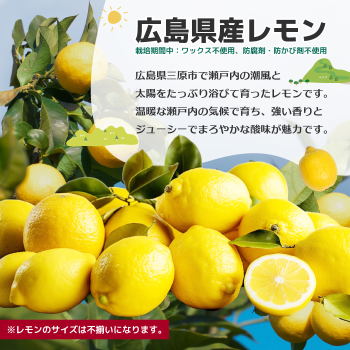 【平本商店】“レモンのお酢で作った”レモンマヨネーズ 1本（170g）＆“不揃い”レモン生果 1kg（約10個）セット 2026年1月中旬以降発送予定 調味料 マヨネーズ 米油 酢 レモン サラダ フ