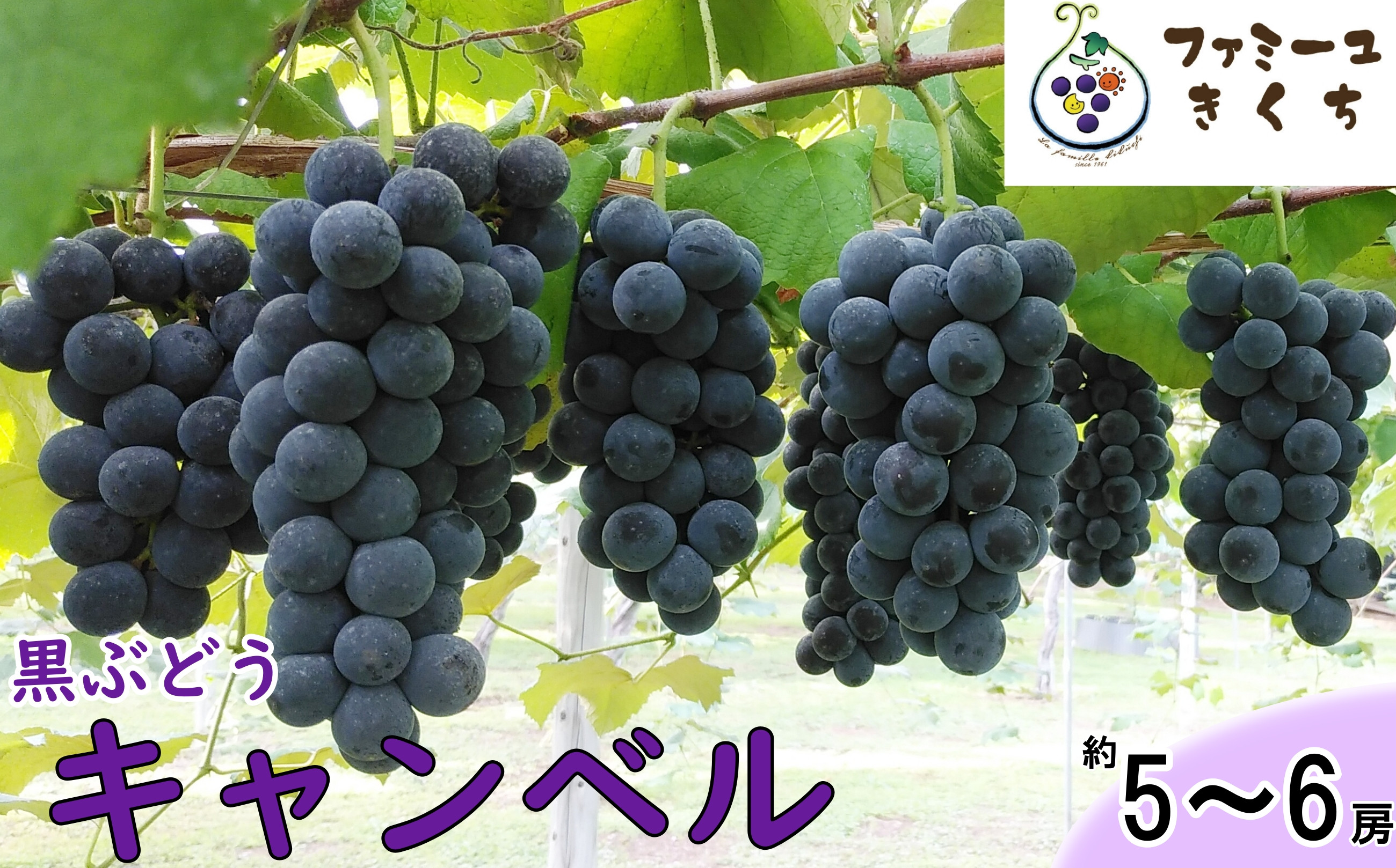 
キャンベル・ソロ（約5～6房） ぶどう 《予約受付》 【727】
