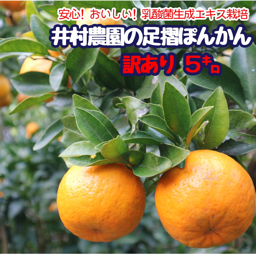 R8.1月下旬発送 訳あり 家庭用 足摺ぽんかん ５kg デコポンの親 みかん 柑橘 果物 果実 ミカン  ポンカン フルーツ おやつ デザート 5キロ 美味しい 高知 井村農園【R01488】