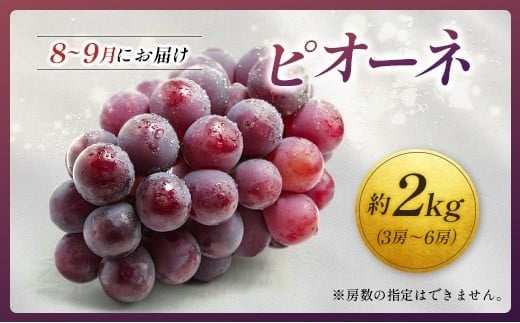 ＜2026年発送＞ フルーツ 定期便 太陽のタマゴ ピオーネ 完熟 マンゴー ぶどう 先行予約 初夏 秋 旬 果物 全2回