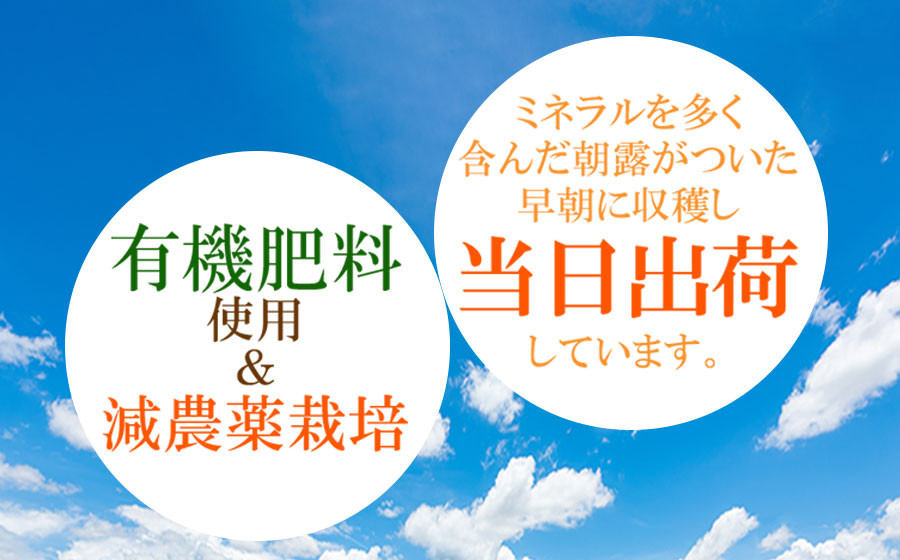 【令和7年産先行予約】本場白山産 濃厚だだちゃ豆【早生(わせ)】 1.5kg（500g×3袋）　農家 長四郎