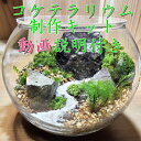 【ふるさと納税】コケテラリウム制作キット直径15cm 動画説明付き〈コケ 苔 こけ 植物 初心者 インテリア 手作り セット キッド 雑貨 日用品〉　【植物】