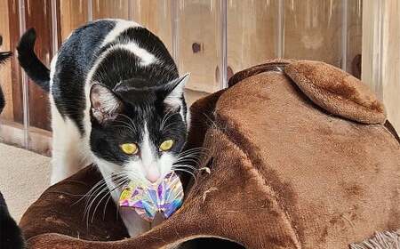 保護猫カフェひがな猫 1時間無料券 2枚 ／ チケット 券 利用券 カフェ利用券 体験チケット 猫カフェ ネコカフェ ねこカフェ 保護猫 保護猫カフェ 1時間 無料 高知県 香美市