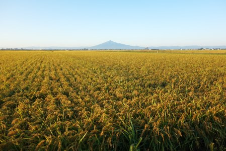 令和7年産 つがる市産「津軽のひとめぼれ」10kg｜2025年産 青森県 津軽 お米 白米 米 コメ こめ ひとめぼれ 精米 新米 [0894]