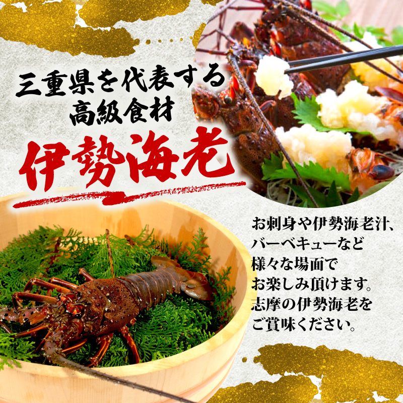 活 伊勢海老 1kg 前後 3尾 ～ 5尾  志摩 天然 伊勢志摩 えび エビ 三重県 海老 活き 刺身 BBQ バーベキュー 味噌汁