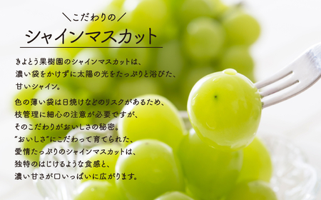 【きよとうファーム】シャインマスカット 特大２房入/計1.3kg~ (岡山県産)【KF-B014-02】