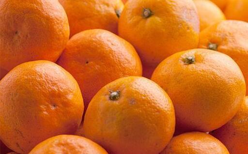 プレミアム 有田みかん2.5kg+250g（傷み補償分）［2025年10月上旬から2026年1月下旬頃順次発送予定］［IKE251］