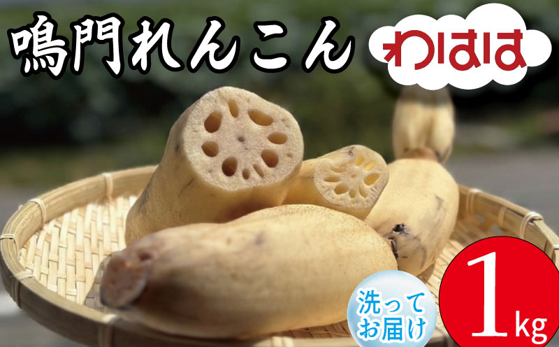 鳴門れんこん 1kg 洗いれんこん 蓮根 れんこん レンコン 手掘り 野菜 やさい 根菜 新鮮 産地直送 農家直送 国産 四国 鳴門市 徳島県