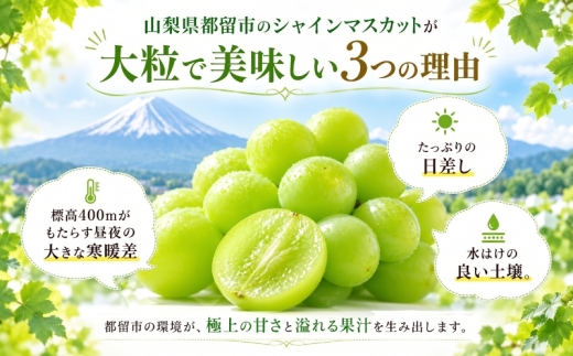 【2027年先行予約】山梨県産 シャインマスカット（粒）約500g