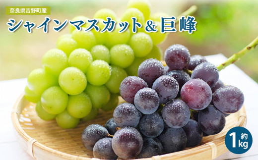 【先行予約：2026年9月上旬から発送】ぶどう食べ比べセット（シャインマスカット＆巨峰） 約1kg 奈良県吉野町/山本観光ぶどう園[BRBI003] マスカット ぶどう ブドウ 葡萄 グレープ 巨峰 シャインマスカット フルーツ 果物 果実 くだもの セット