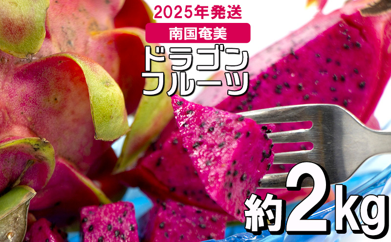 南国奄美のドラゴンフルーツ赤 約2kg（4～8玉入り）【2025年発送】 鹿児島県 奄美群島 奄美大島 龍郷町 国産 奄美産 青果 果実 果物 くだもの フルーツ デザート ピタヤ 火龍果 南国 トロピカル お取り寄せ 先行予約 期間限定 数量限定