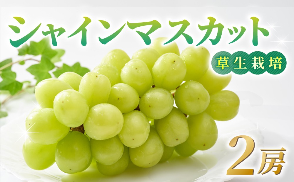
            シャインマスカット ご贈答品 2房
          