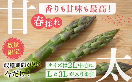 【2026年先行予約】太くてあまーい 北海道産 春芽 アスパラ (約2kg/LL以上中心+3L・L混合 ) 先行予約 新鮮 採れたて直送 旬 野菜 あすぱら 農家直送 北海道  Farm&Firm か