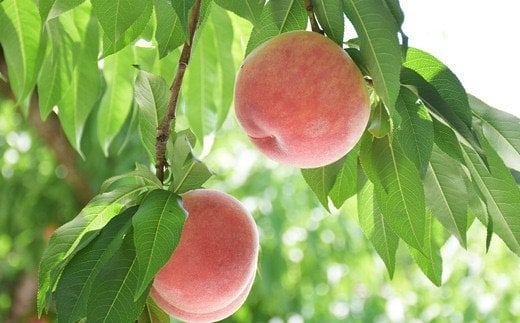 No.2206 もも「あかつき」約3kg【2026年発送 先行予約】