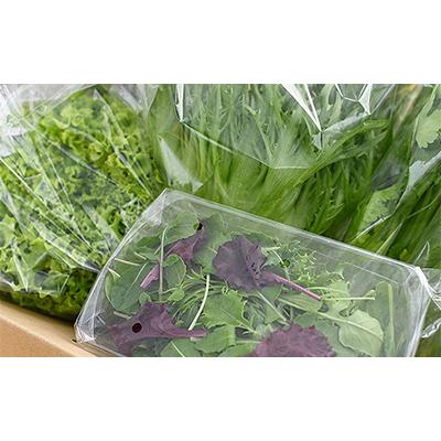 ふるさと納税 美濃加茂市 【発送月固定定期便】水耕栽培 新鮮 葉物野菜セット 全4回 |  | 02