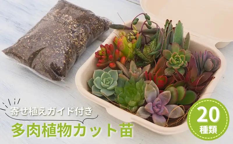 多肉植物 寄せ植え インテリア ガーデニング 多肉植物