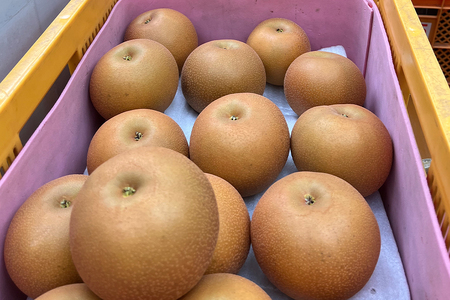 【数量限定・先行予約】【皆藤梨園】幸水（約5kg/3L～4L/12～14玉） 梨 幸水 果物 なし ナシ こうすい くだもの フルーツ 【8月上旬以降発送予定】 75-A