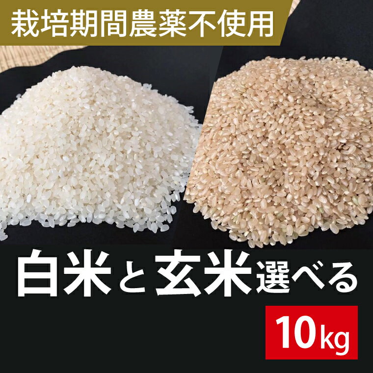 【ふるさと納税】★栽培期間農薬不使用★茨城県産 こしひかり 10kg(白米または玄米)｜米 お米 こめ こしひかり コシヒカリ 令和7年産 R7年産 新米 白米 玄米 選べる 農薬不使用 茨城県 行方市(BI-61)