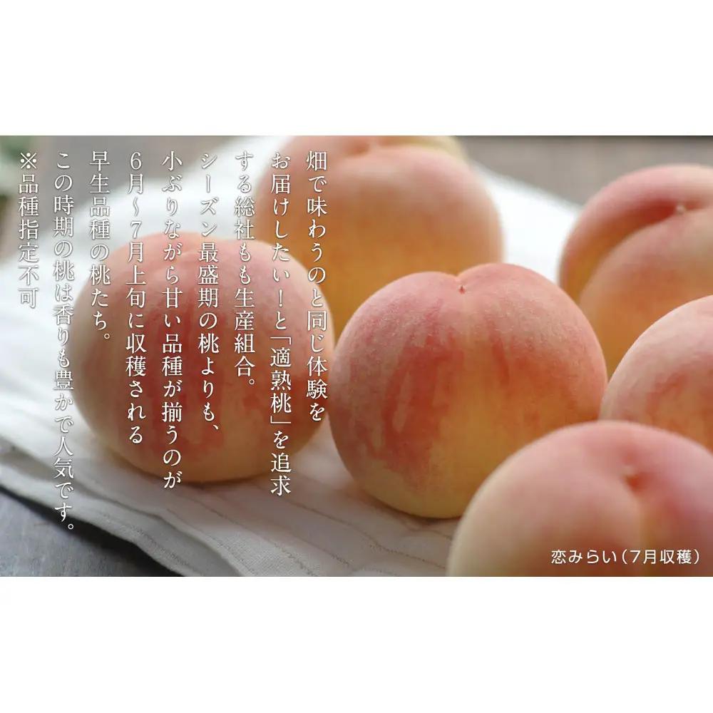 岡山の桃　6月 - 7月　早生の桃　900ｇ【6月下旬以降発送】