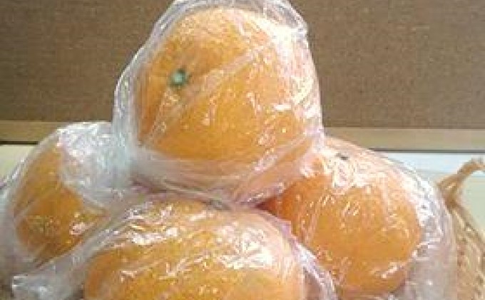 低温貯蔵　甘夏柑　約3kg 果物類 柑橘類 柑橘 みかん ミカン フルーツ 