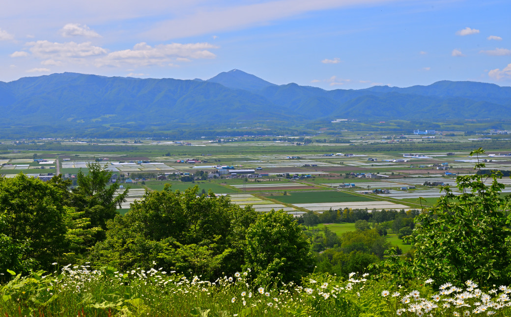 【定期便12回】北海道奈井江町　ななつぼし　10kg