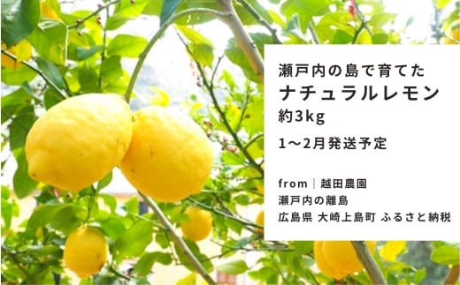 [予約] 1〜2月発送 瀬戸内の島で育てた広島レモン 約3kg 越田農園 国産 大崎上島 離島 クエン酸 ビタミンC 健康 免疫力向上