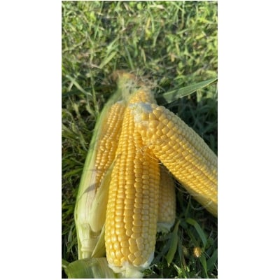 
                  ＜朝採り即出荷＞八ヶ岳産グラビスとうもろこし 約4kg (11本前後)【1645897】
                