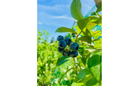 【農薬不使用】 手摘み生ブルーベリー 1kg