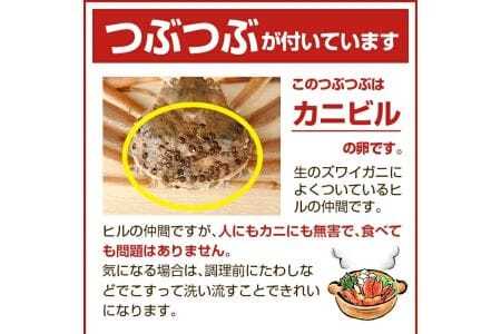 944　遊佐沖　春の生・本ズワイガニ 1匹 700g程度