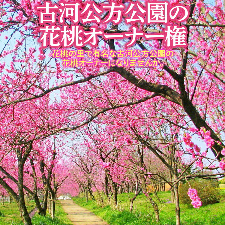 【ふるさと納税】古河公方公園の花桃オーナー権 | オーナー はなもも ハナモモ 古河公方公園 茨城県 古河市 オーナー オーナー制度 樹木 花 公園 花桃 ももまつり _DP11